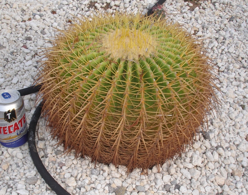 gruso1.jpg