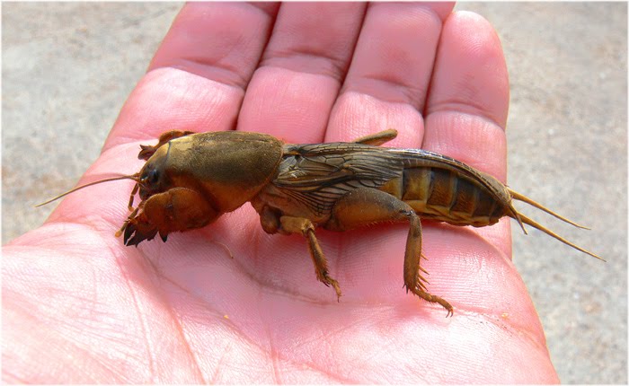 gryllotalpa_gryllotalpa_4.jpg