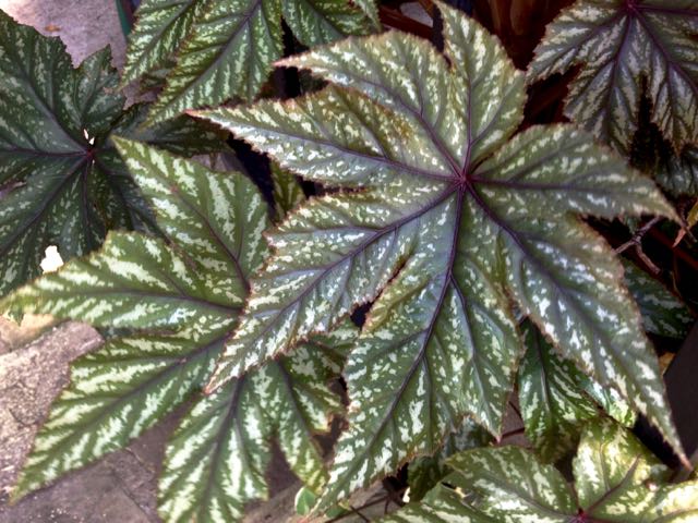 GryphonBegonia-Foliage.jpg