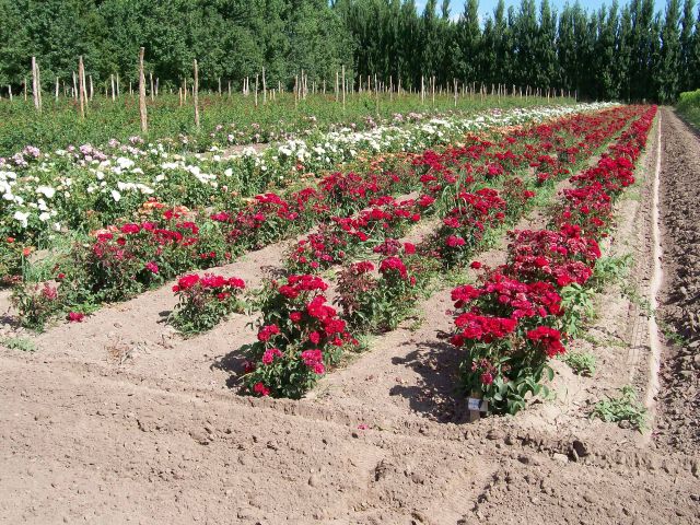 gse_multipart3080.jpg