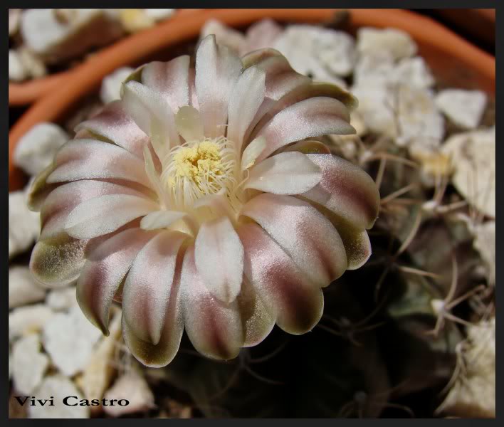 Gstenopleurum.jpg