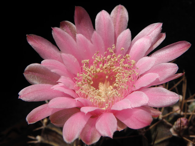 guapa%252520%2525283%252529.JPG
