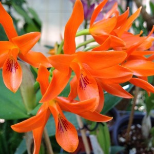 Guarianthe%20aurantiaca%20RV.jpg