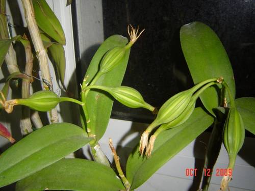 Guarianthe_auriantiaca_c_psulas.jpg