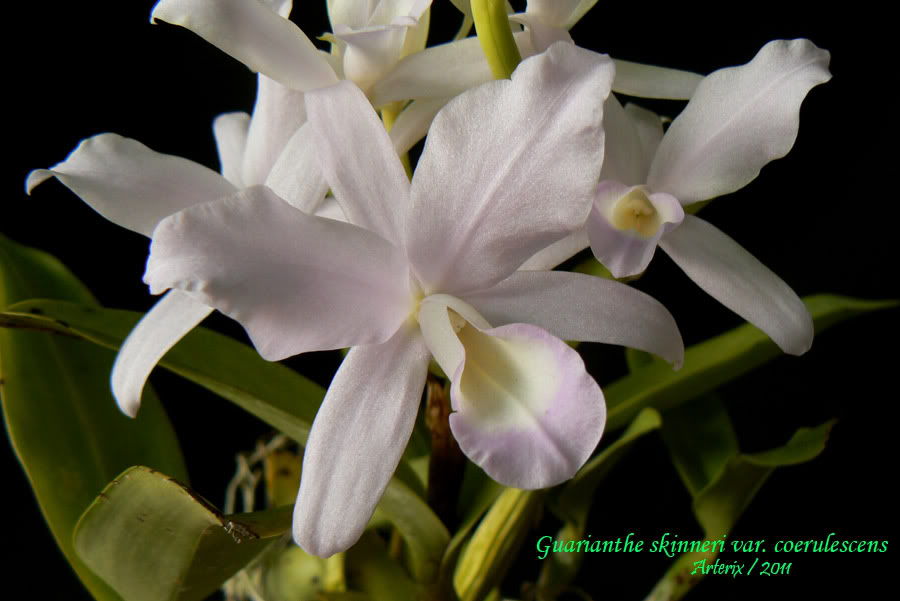 Guarianthe_skinneri_coerulescens_01.jpg