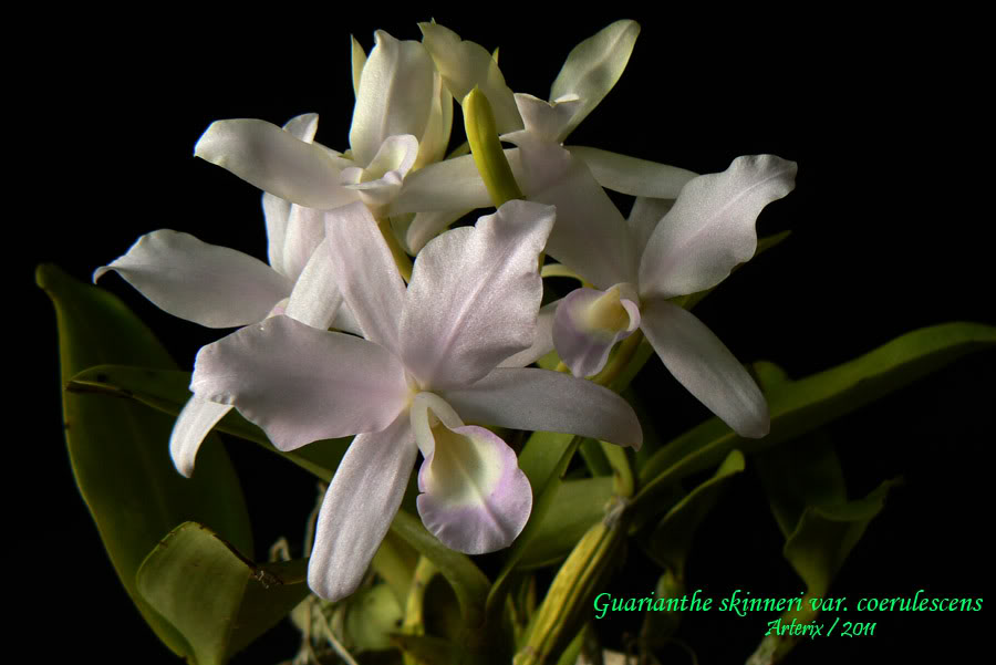 Guarianthe_skinneri_coerulescens_02.jpg