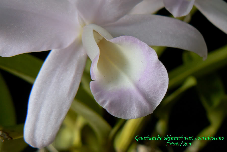 Guarianthe_skinneri_coerulescens_03.jpg