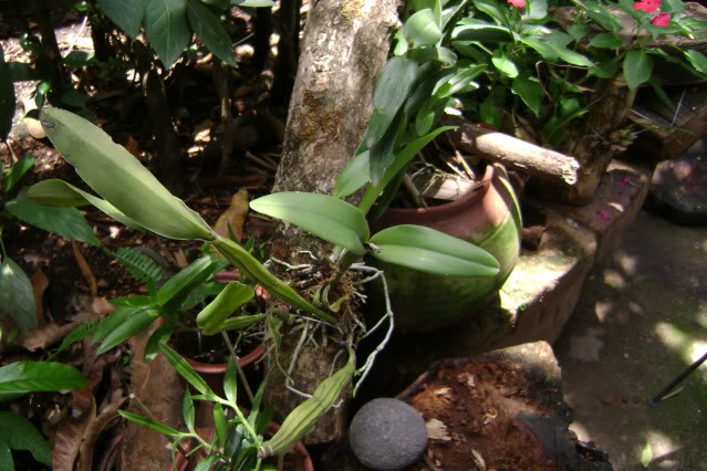 Guariantheskinneri15.jpg