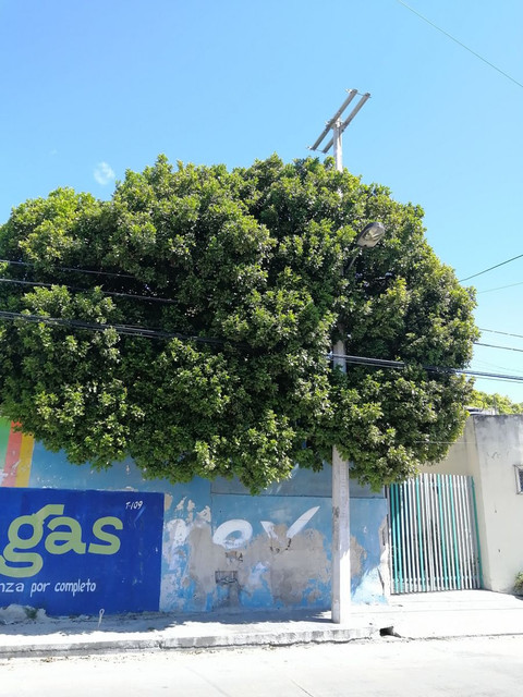 guaya.jpg