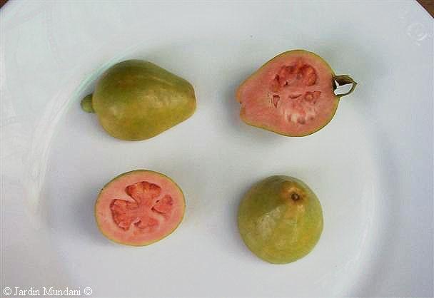 guayabas11.jpg