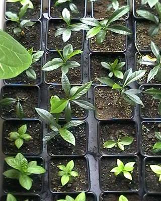 guayabasykumquats.jpg