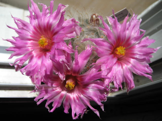 guelzowiana10.jpg