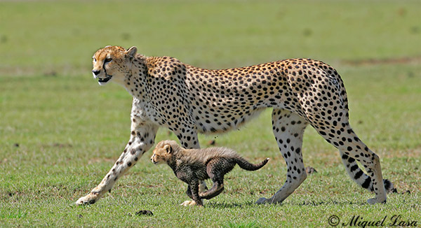 guepardo-baby.jpg