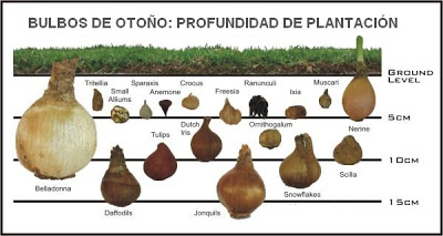 guia+bulbos+profundidad.jpg