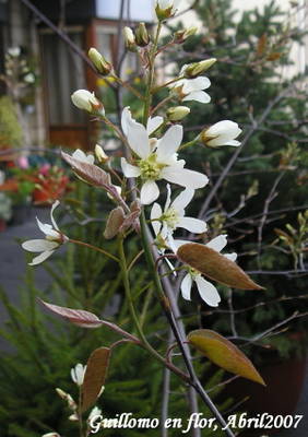 Guillomo_en_flor_Abril_2007.jpg