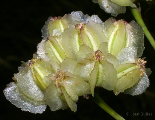 Guillonea_scabra-fruto2.jpg