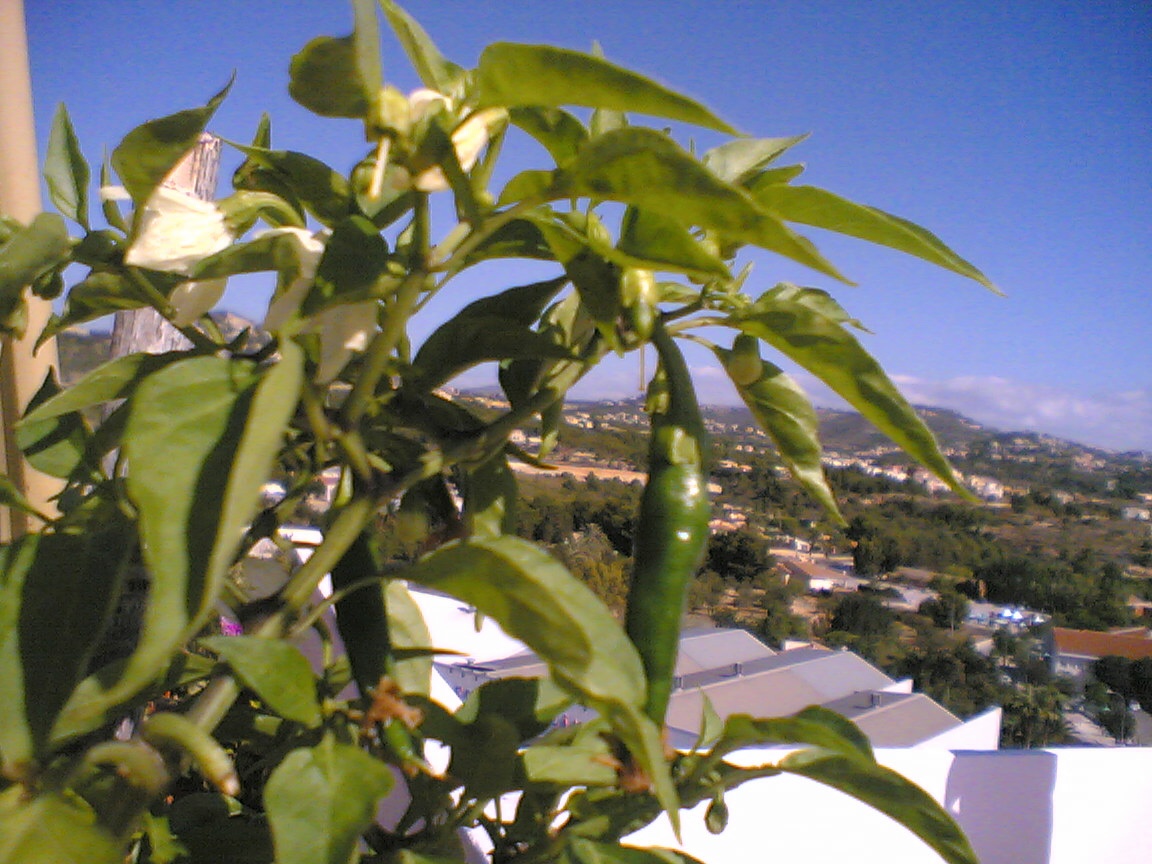 guindilla%20en%20grande.jpg