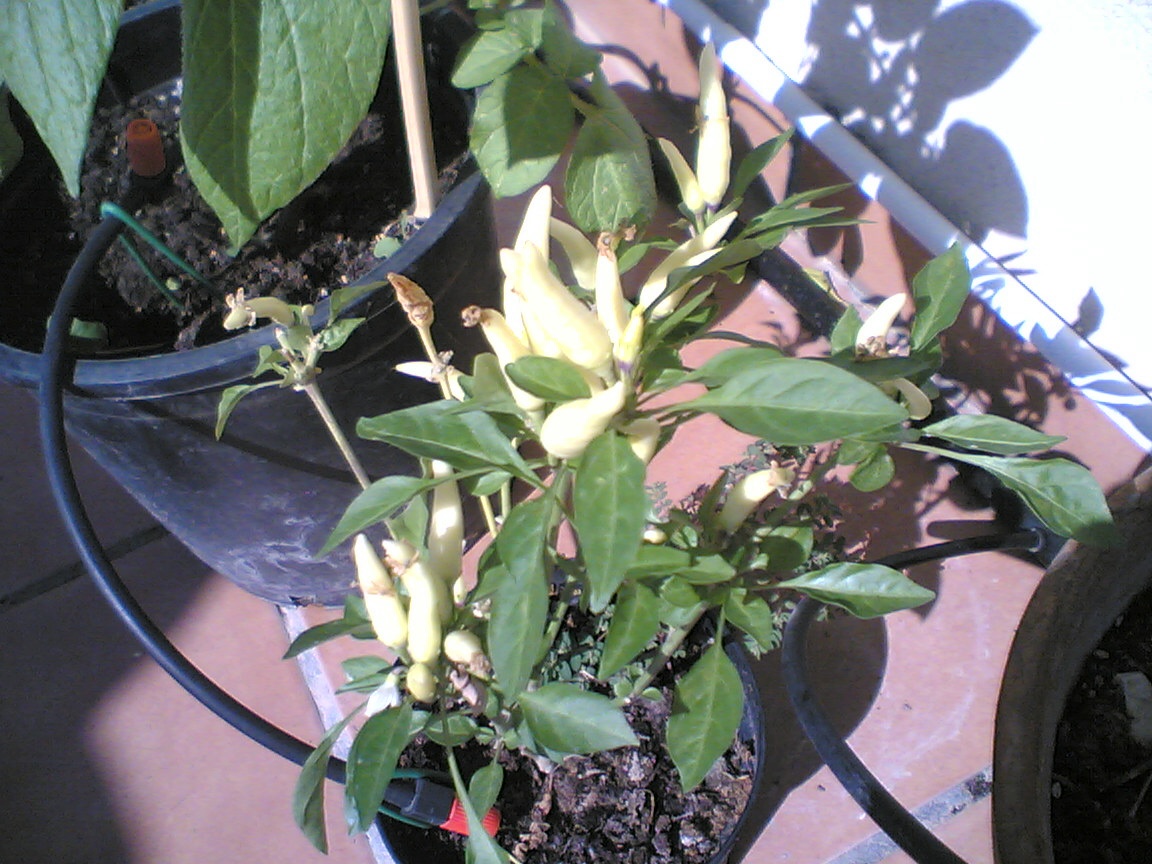 guindillas%20pe.jpg