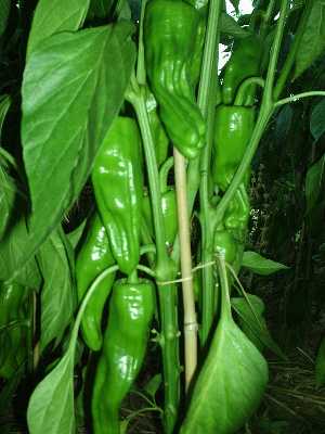 guindillas.JPG