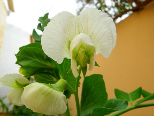 guisanteflor.jpg