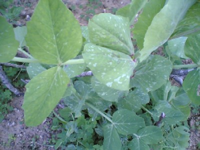 guisantes.jpg
