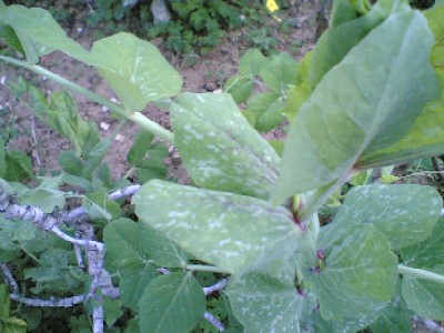 guisantes1.jpg