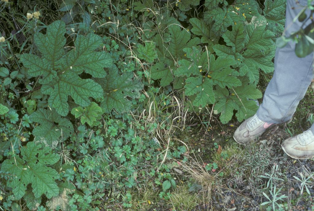 Gunnera1.jpg