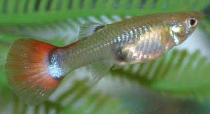 guppy_female_from_kate.jpg