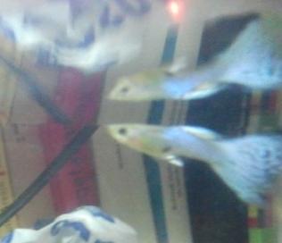 Guppy_zps5ca5c13d.jpg