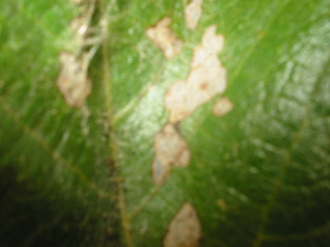 gusanito4.jpg