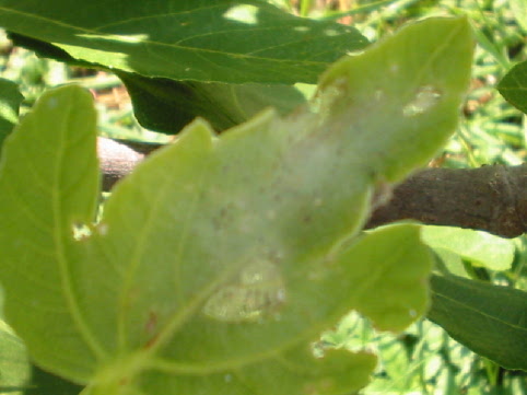gusanito5.jpg