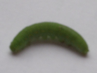 gusano%20verde2%20red.JPG
