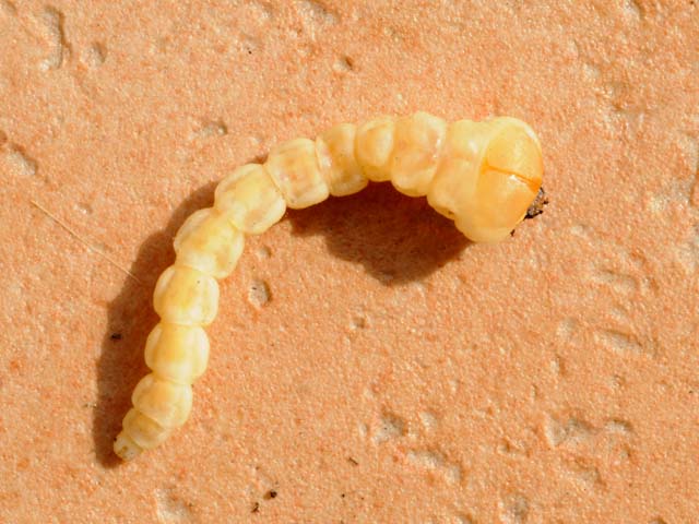 gusanocabezudo.jpg