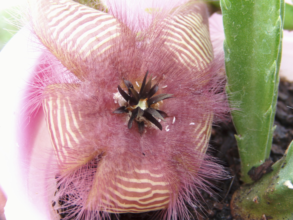 Gusanosstapeliahirsuta.jpg
