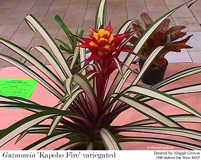 guz_Kapoho_Fire_var1_bscf99.jpg