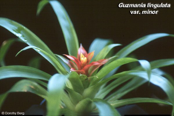 Guz_lingulata_minor1_wb.jpg