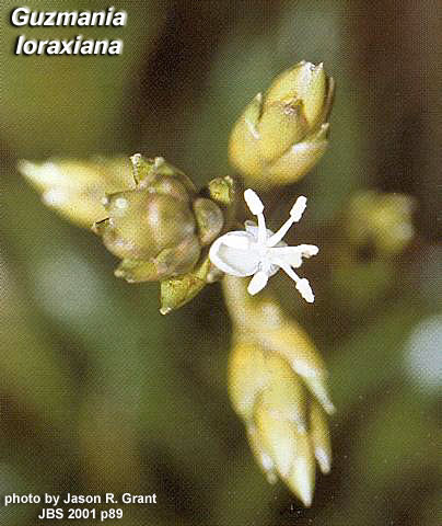 guz_loraxiana_CU_2001jbs89.jpg