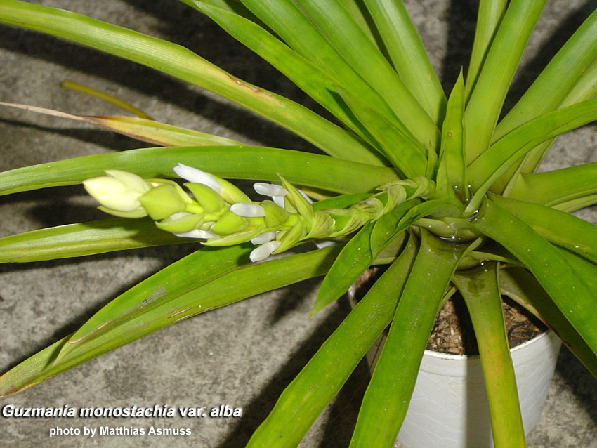 guz_monostachia_alba2_MA.jpg