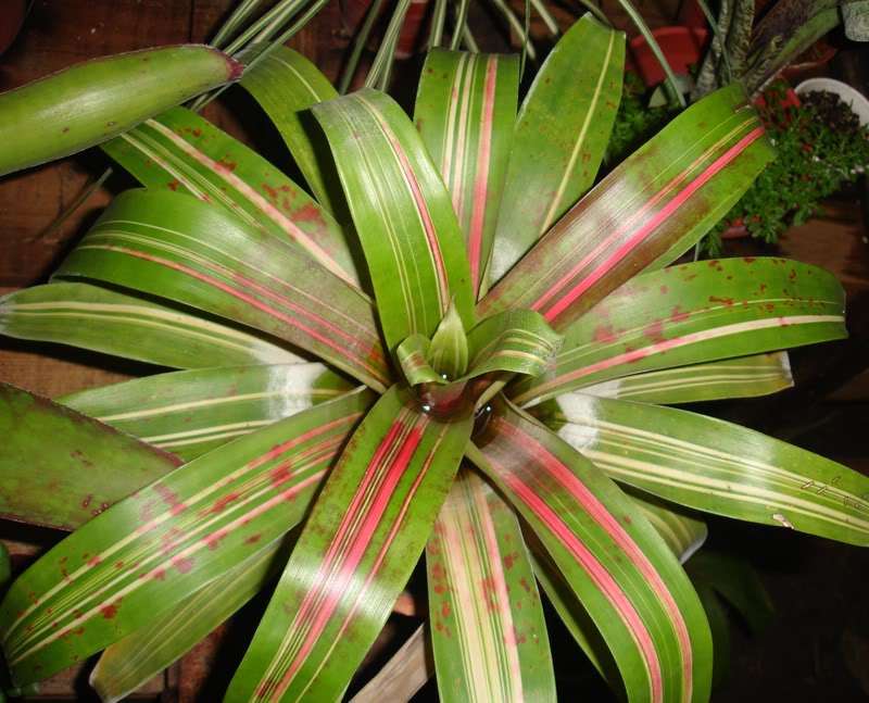 guzmania1.jpg