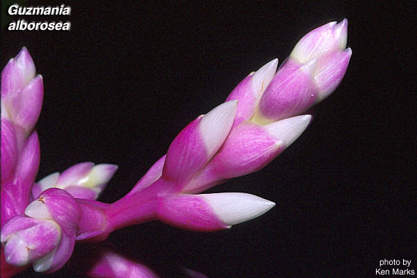 Guzmania_alborosea_KWM_012.jpg