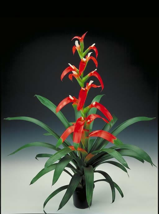guzmania_bromeliad.jpg