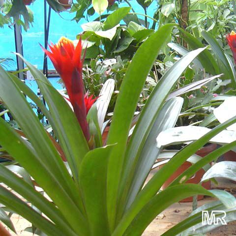 guzmania_lingulata4501.jpg