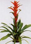 guzmania_ostara_small.jpg