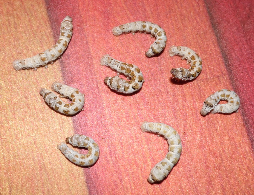 gxx_02032013_1_zps11759cde.jpg