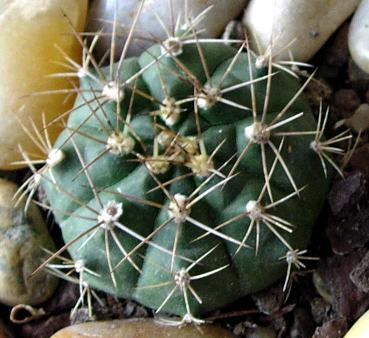 gymno%20flor%201b.jpg