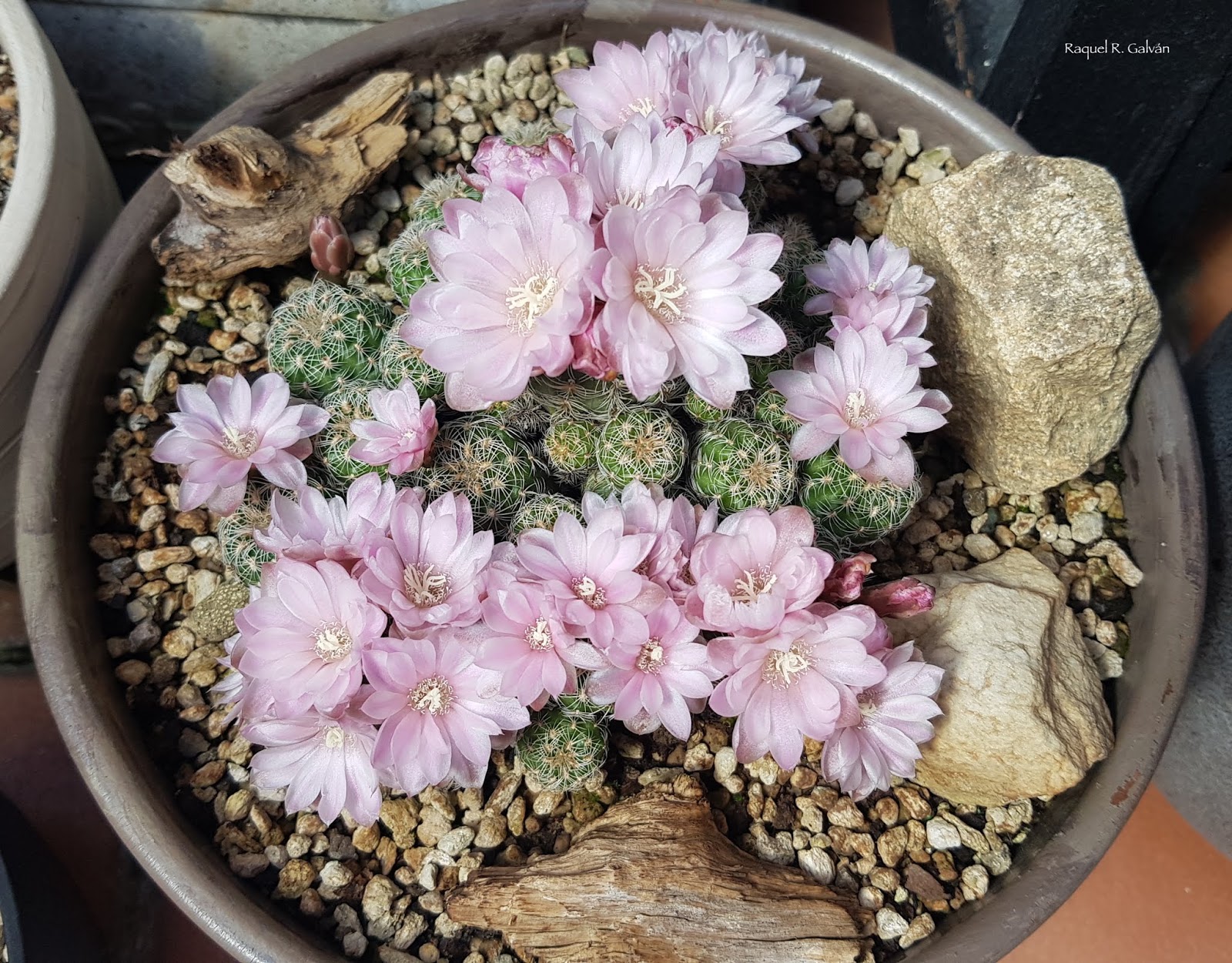 gymno%2Bma%25CC%2581is%2Bflores%2Bcenital.jpg