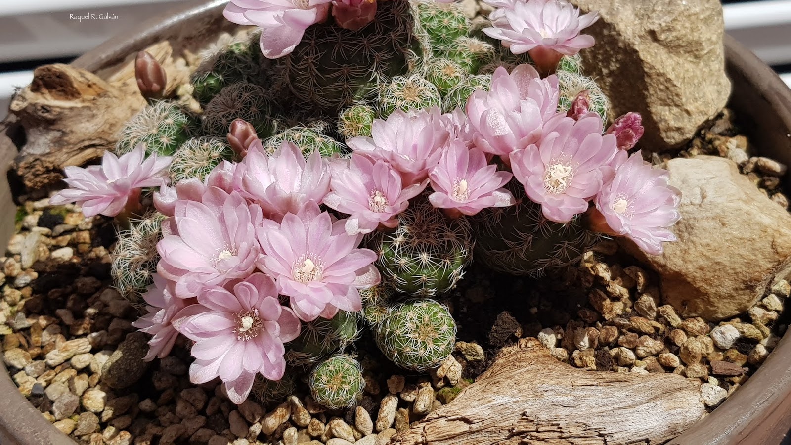 gymno%2Bma%25CC%2581is%2Bflores%2Bcerca.jpg