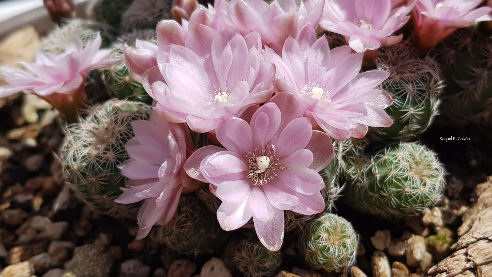 gymno%2Bma%25CC%2581is%2Bflores%2Bsu%25CC%2581per%2Bcerca.jpg