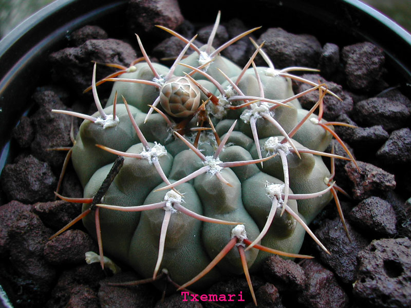 Gymno1.jpg