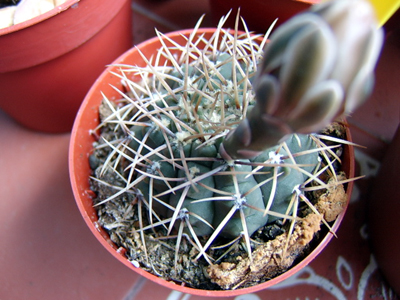 gymno1.jpg